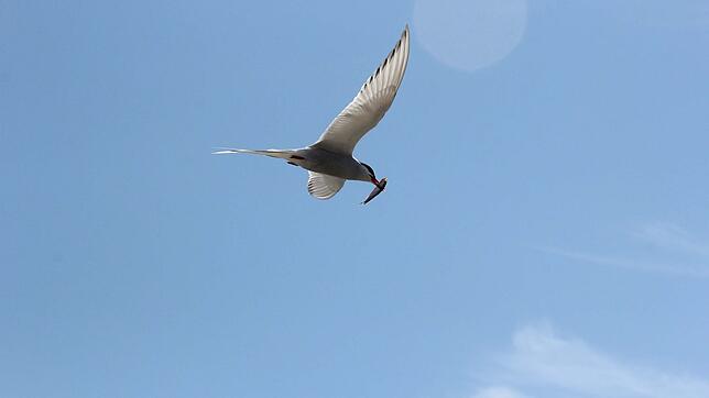 Ein Vogel fliegt mit einem Fisch im Schnabel zum Nest.