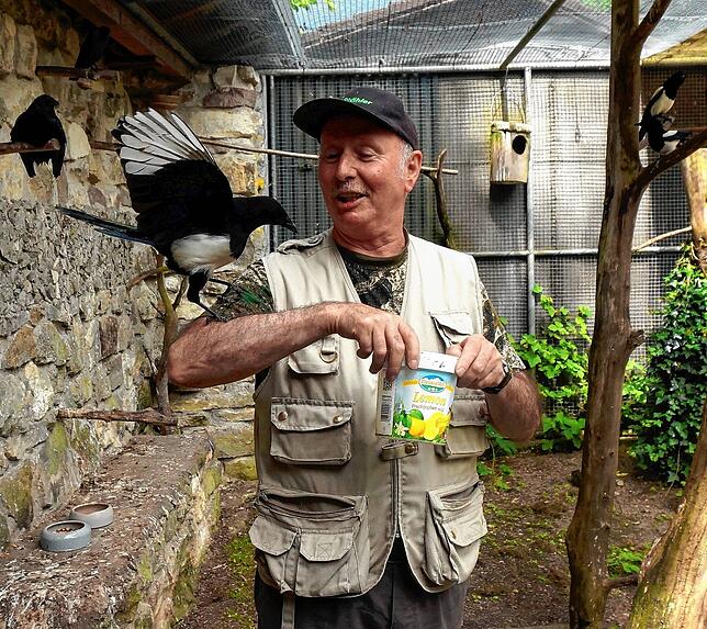 Freche Vögel: Wenn Wildgehege-Mitarbeiter Hubert Rossa mit Mehlwürmern kommt, sind seine Schultern und Arme begehrter Landeort, um ...