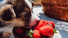Hunde dürfen Erdbeeren essen – aber in Maßen. Wie viele Erdbeeren darf mein Hund essen? Welche Früchte sollte man Hunden nicht geben?