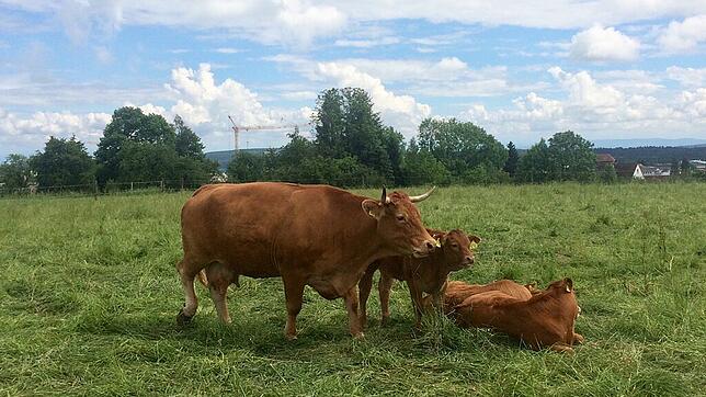 Diese Idylle gab‘s nicht nur vor rund 50 Jahren, sie ist auch heute noch Gegenwart. Aber Weidebetrieb oder Stallhaltung – ...