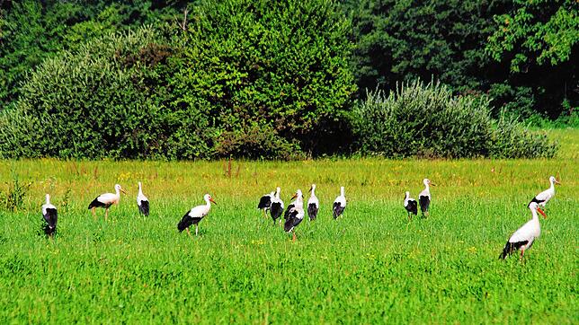 Die Böhringer Storchenpopulation ist groß, eine Attraktion für Jung und Alt. Inzwischen haben sie sich auf den Weg in Richtung Süden ...