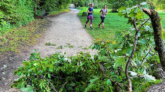 Der Weg mit dem Namen Büscheläcker am Rand des Lorettowalds was nach dem Abbruck eines riesigen Asts zeitweise nicht zu benutzen &ndash; ...