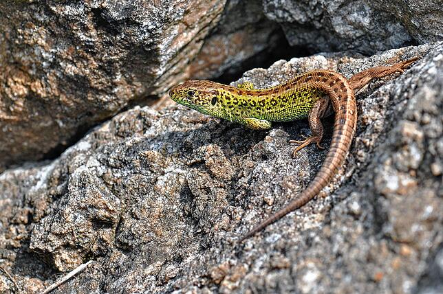 Kleines Reptil, große Wirkung: Eine jüngst gefundene Population von bis zu 200 der streng geschützten Zauneidechsen hat den Baustart der ...
