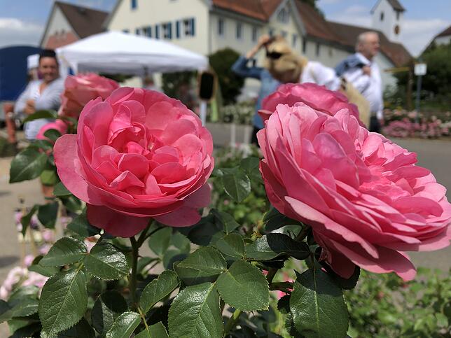 Bild 9: Die schönsten Rosen aus dem Rosendorf Nöggenschwiel