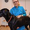 Regina Fester demonstriert, wie sei einen Hund abtastet, um mögliche Beschwerden zu erkennen und zu behandeln. ...