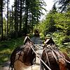 Wildromantisch und still ist die Fahrt mit dem Planwagen durch das Murgtal, hier auf dem Himmelsweg. Bild: Sira Huwiler