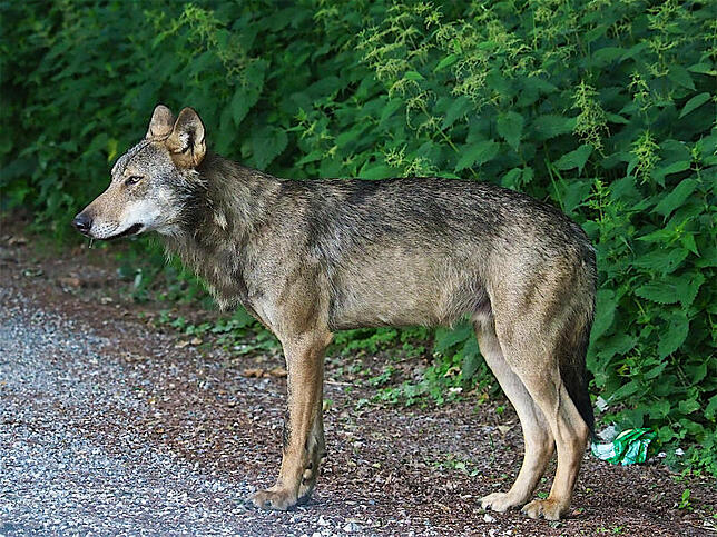 Ein mutmaßlicher Wolf wurde im Sommer an der Bundesstraße 14 nördlich des Stockacher Ortsteils Wind­egg gesehen.