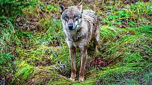 Ein Jungwolf steht im Gehege eines Nationalparkzentrums. Hier ein Symbolbild.