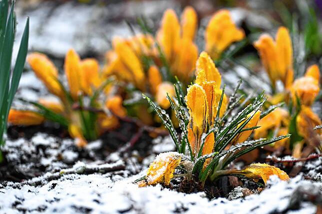 Schnee bedeckt Krokusse, die am Wegesrand in Meßstetten stehen.