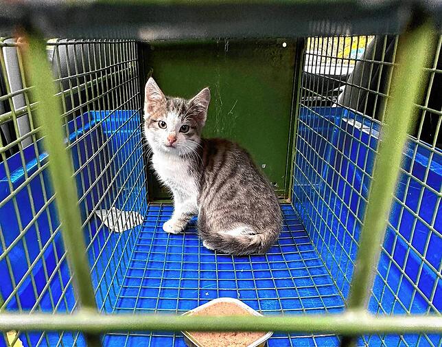 Etwas verschreckt schaut Katzenbaby Kevin in der Lebendfalle, er hat mittlerweile eine neue Familie gefunden.