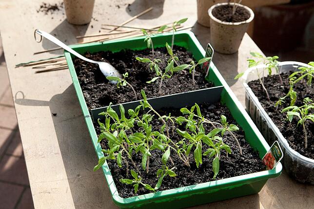 Tomaten entwickeln sich schnell: Es reicht aus, jetzt mit dem Säen zu beginnen.