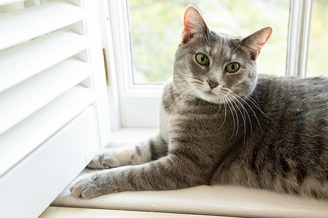 Präsidenten-Katze im Weißen Haus Dass Katze sieben Leben haben sollen, ist allgemein bekannt. Doch dass die älteste Katze der Welt dann doch so alt ist, überrascht doch.