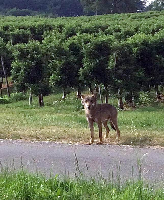 In Überlingen wurde der Wolf am 21.&nbsp;Juni gesichtet. Foto: Marco Roth