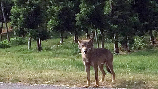 In Überlingen wurde der Wolf am 21.&nbsp;Juni gesichtet. Foto: Marco Roth