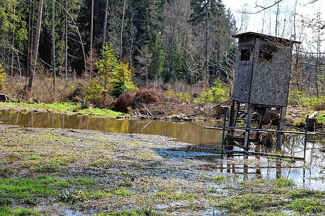 Normalerweise steht der mobile Jägerhochsitz auf festen Grund. Die Biber beim Binsenhof in Pfaffenweiler haben dafür gesorgt, dass ...
