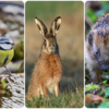 Viele Menschen wollen im Sommer Wildtieren wie Vögeln, Hasen oder Igeln helfen. Doch oft wird nicht beachtet, was die Tiere wirklich ...