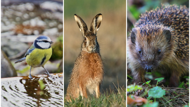Viele Menschen wollen im Sommer Wildtieren wie Vögeln, Hasen oder Igeln helfen. Doch oft wird nicht beachtet, was die Tiere wirklich ...