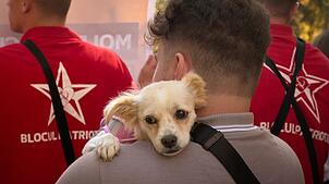 Wird Moldau vor die Hunde gehen? Ein Teilnehmer trägt bei der Kundgebung einer russlandfreundlichen Gruppierung in Chisinau einen Hund. ...