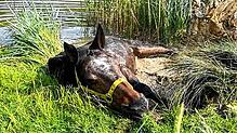 Ein Pferd sank im sumpfigen Uferbereich eines Weihers im Ortsteil Oberhofen ein und musste von der Feuerwehr befreit werden.