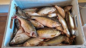 Rotaugen frisch aus dem Bodensee: Der regionale Speisefisch stand lange im Schatten der bekannten Bodensee-Felchen. Inzwischen gewinnt ...