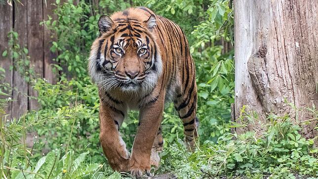Der Zoo hat einen 16 Jahre alten Tiger nach längerer Krankheit eingeschläfert.