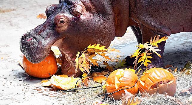 Das Flusspferd Halloween hat sogar am 31. Oktober Geburtstag.