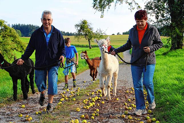 Bild 9: Auf Wanderschaft mit Alpakas: Warum die flauschigen Tiere vom Alpakaparadies Lellwangen gefragter sind denn je