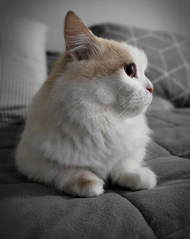 Munchkin-Katze