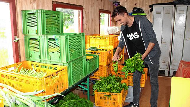 Gemüse und Salat gelangen frisch vom Acker in Überauchen und Aufen in die Verteilstationen von Baarfood. Leon Dannert holt den Salat- ...