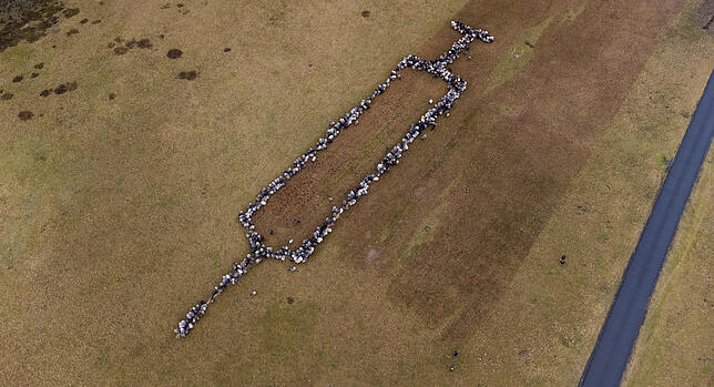 Ungefähr 700 Schafe und Ziegen stehen auf einer Grasfläche und bilden die Form einer rund 100 Meter großen Spritze.