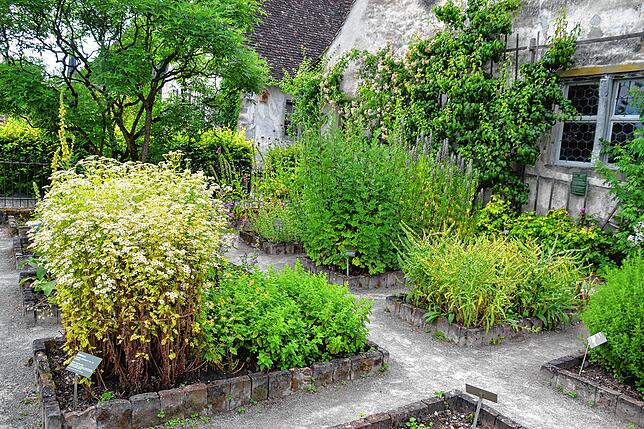 In der Kartause Ittingen verfügte jeder Mönch hinter seiner Klause über einen eigenen kleinen Garten zur Selbstversorgung.