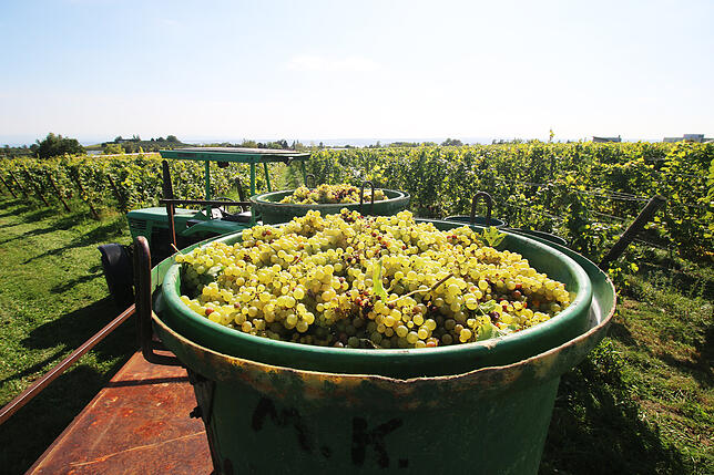 Zwei volle Zuber mit Bacchus-Trauben in Riedetsweiler hoch über dem Bodensee.