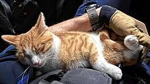Der Ausreißer, ein schöner Kater, schläft auf dem Heimweg in den Armen eines Polizisten ein.