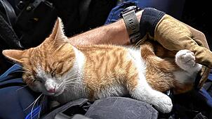 Der Ausreißer, ein schöner Kater, schläft auf dem Heimweg in den Armen eines Polizisten ein.