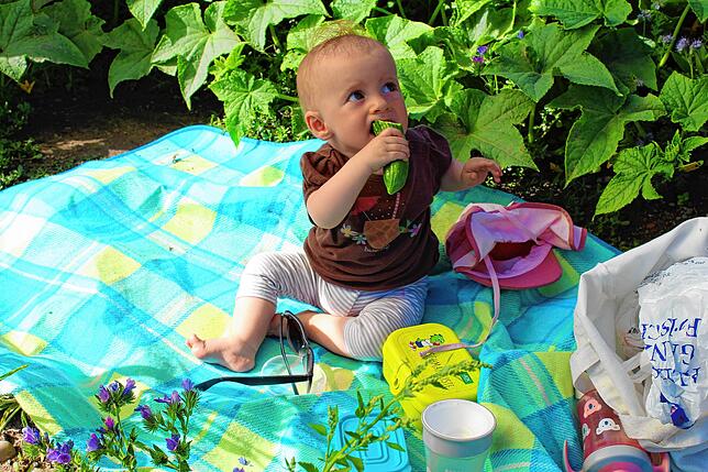 Frischer geht&lsquo;s nicht: Die kleine Emilia genießt die gerade geerntete Gurke.