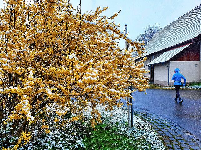 Verschneit: Ein leuchtend gelber Forsythienbusch in Überlingen-Bambergen hat die kalten ersten Aprilnächte offenbar gut überstanden.
