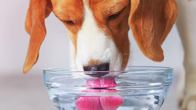 Egal ob aus einem Brunnen oder einem Wassernapf: Wenn Hunde trinken, wenden sie eine spezielle Technik an.