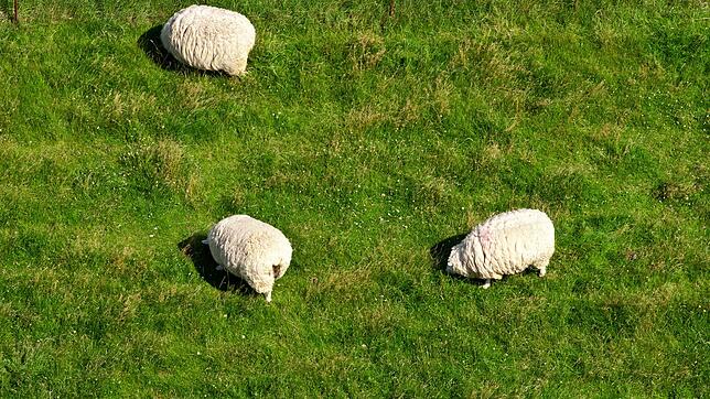 Wenn Tiere als Rasenmäher unterwegs sind, geht es dabei meist um Naturschutz – doch eine Gemeinde kann für die sogenannten ...
