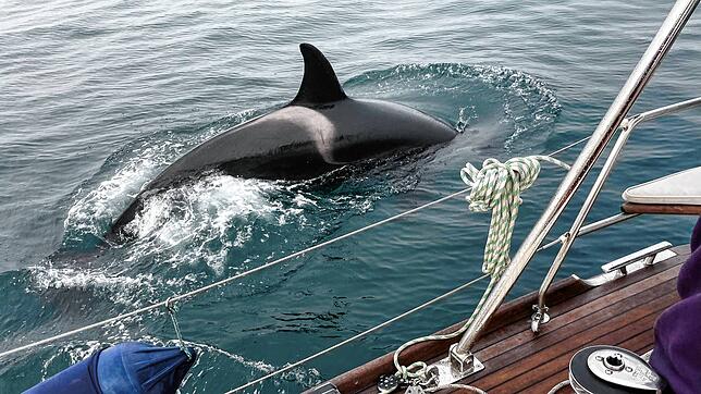Ein Orca schwimmt neben der Yacht, mit der eine Segler-Familie vom Bodensee im vergangenen August in der Biskaya kreuzte. Mit Rammstößen ...