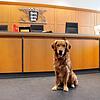 Kurze Pause wegen Corona: Watson, ein Golden Retriever, ist Gerichtshund. Nun ist er wieder im Einsatz.