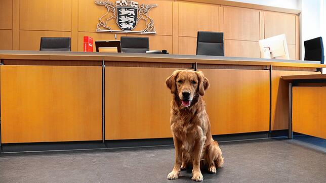 Kurze Pause wegen Corona: Watson, ein Golden Retriever, ist Gerichtshund. Nun ist er wieder im Einsatz.