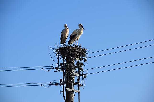Bild 4: Premiere in Bodman: Störche bauen ein Nest auf einem Strommast