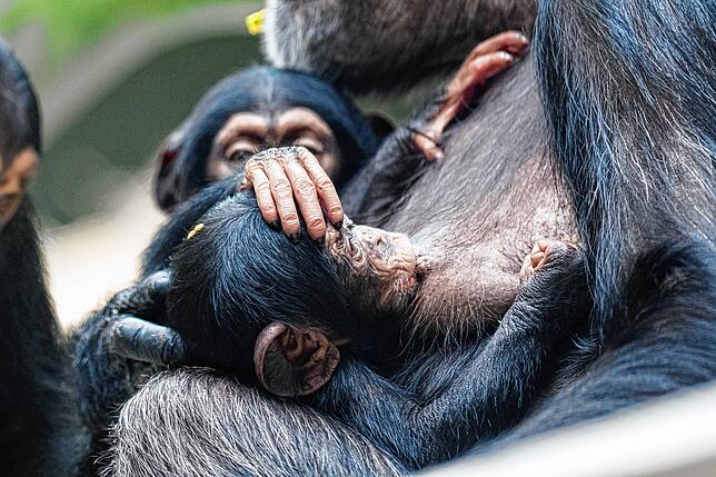 Bild 2: Adoption im Affenhaus: Schimpansen-Mama Kitoko zieht ihr eigenes und das neugeborene Baby ihrer Schwester auf (mit Video)