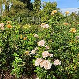 Bei dieser Vielfalt dürfte für Rosenliebhaber jeder Couleur etwas dabei sein.