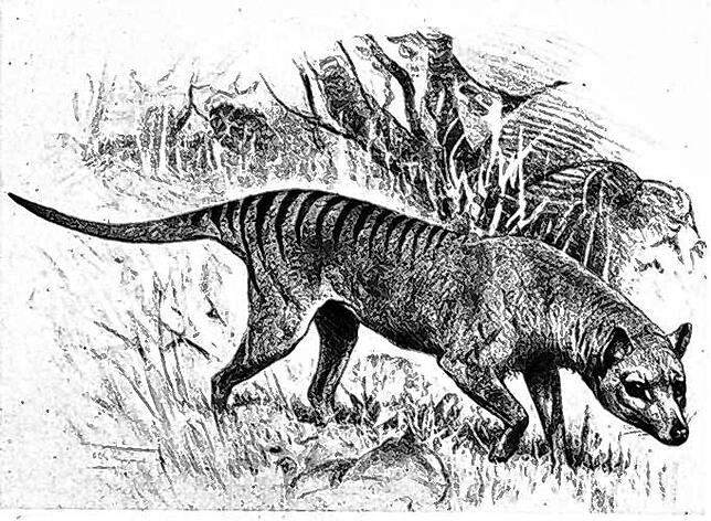 Der Tasmanische Beutelwolf hat das Zusammentreffen mit dem Menschen nicht überlebt. Er galt den Schafzüchtern als Schafjäger und wurde ...