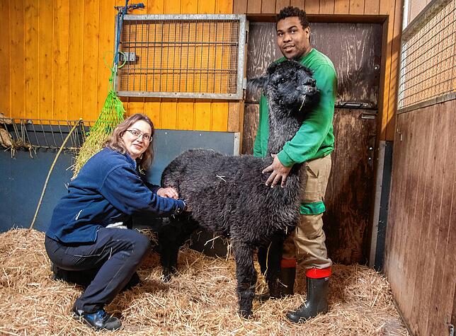 Wilhelma-Zoortierärztin Annika Weigold mit Alpaka Mia und Tierpfleger Emanuel Kocheise.