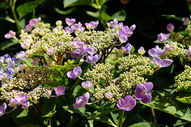 Vielfalt in Farbe und Form: Tellerhortensien sind eine Augenweide.