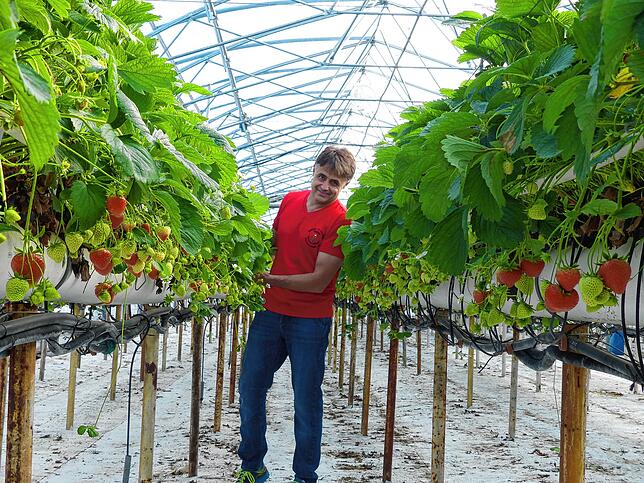 Erdbeeren gibt es auch noch in den nächsten Wochen. Der Hof von Erich Pfleghaar (Bild) und die anderen Häuser in Reute sind wegen der ...