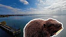 Der Biber ist im Bodenseekreis an vielen Orten aktiv. Dieses Exemplar wurde im September 2024 am Bodensee fotografiert. Im Hintergrund: ...