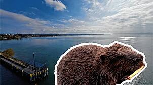 Der Biber ist im Bodenseekreis an vielen Orten aktiv. Dieses Exemplar wurde im September 2024 am Bodensee fotografiert. Im Hintergrund: ...